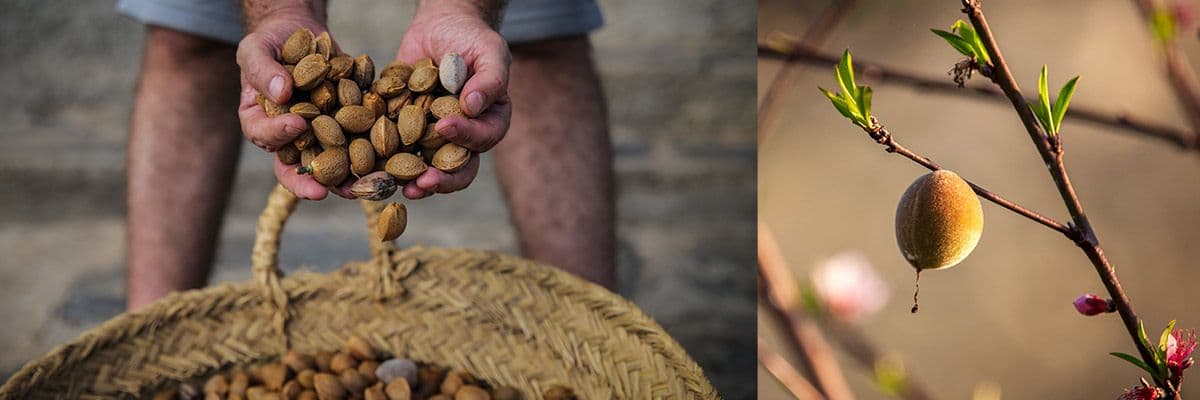How LTD Almond Uses AGRIVI to Improve Sustainability in Almond Farming